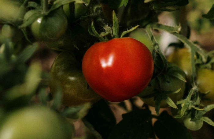 Argentina alinha padrão de qualidade do tomate ao Mercosul