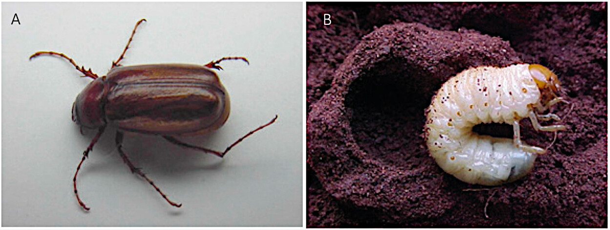 Adulto (A) e larva (B) de <i>Phyllophaga cuyabana</i>