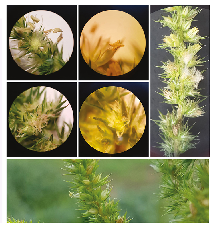 Figura 7 - Flores masculina e feminina presentes na mesma inflorescência, característica que pode ser utilizada para diferenciar a espécie Amaranthus hybridus