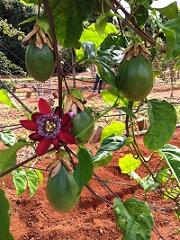 Embrapa Cerrados lança cultivar de maracujá doce
