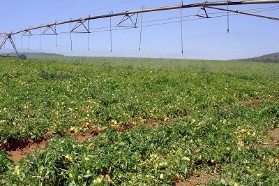 Congresso discute inovações e reconfigurações no cenário do tomate industrial no Brasil e no mundo