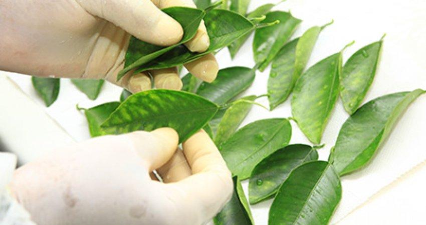 Laboratório de Diagnóstico do Fundecitrus atinge 100 mil testes de greening