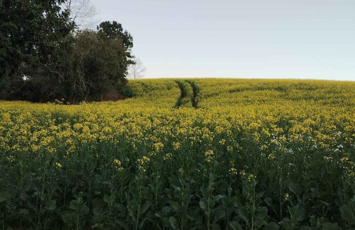 RS Safra 2024/25: canola avança com bom desenvolvimento