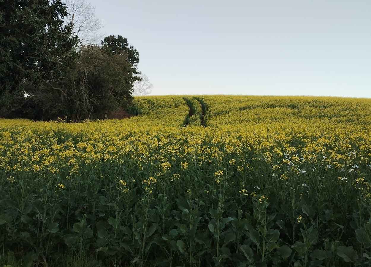 RS Safra 2024/25: canola avança com bom desenvolvimento