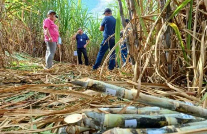 Cana-de-açúcar movimenta mais de 5 mil agroindústrias no RS