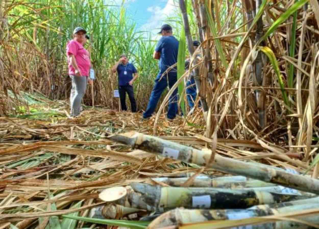 Cana-de-açúcar movimenta mais de 5 mil agroindústrias no RS