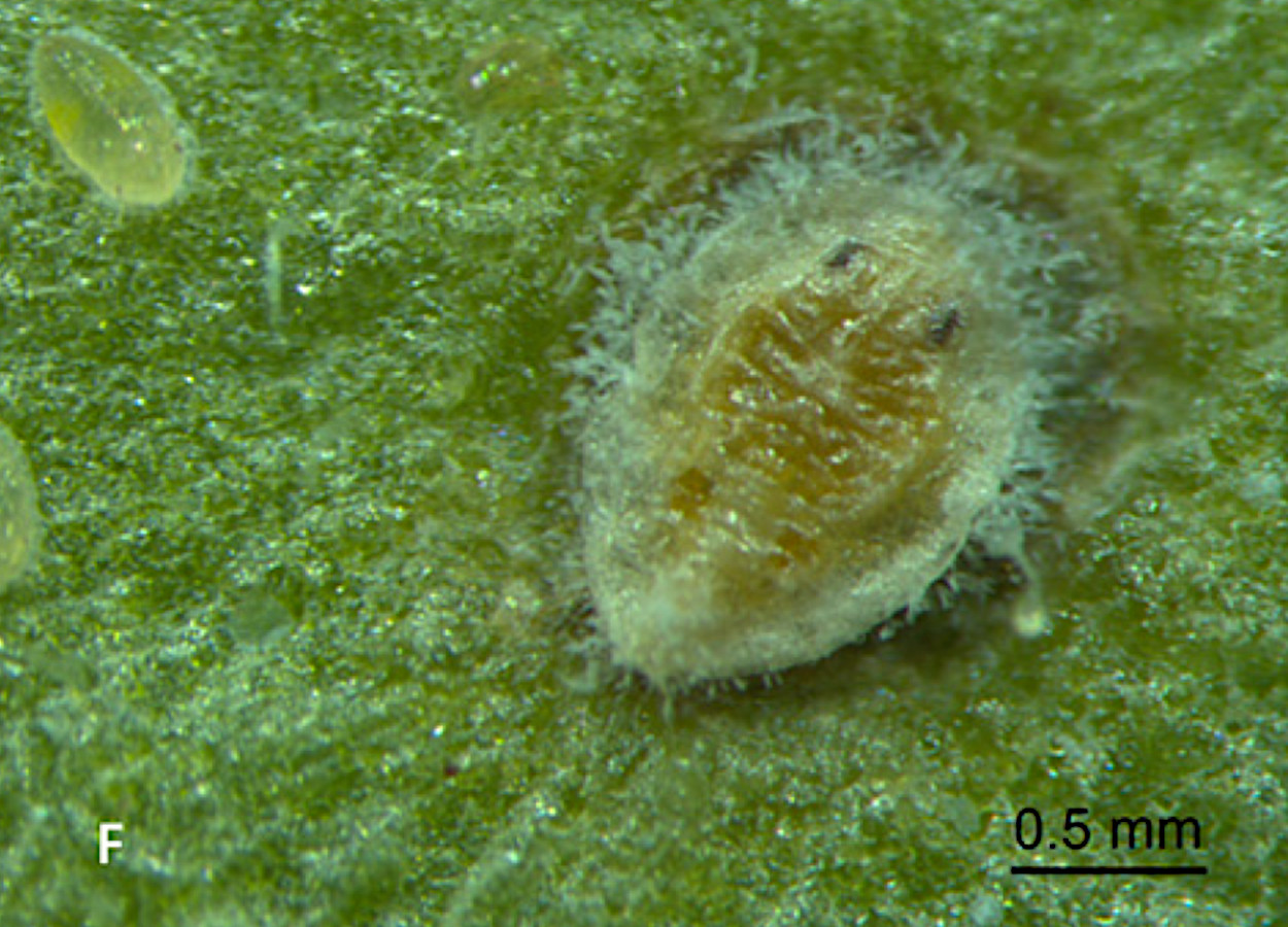 Inseto contaminado -&nbsp;doi.org/10.3390/crops5050066
