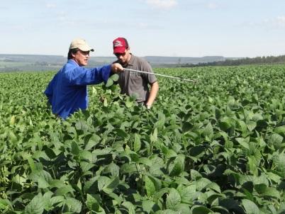 Cultivares de Soja da Embrapa com tecnologia Intacta são testadas em programa da Monsanto
