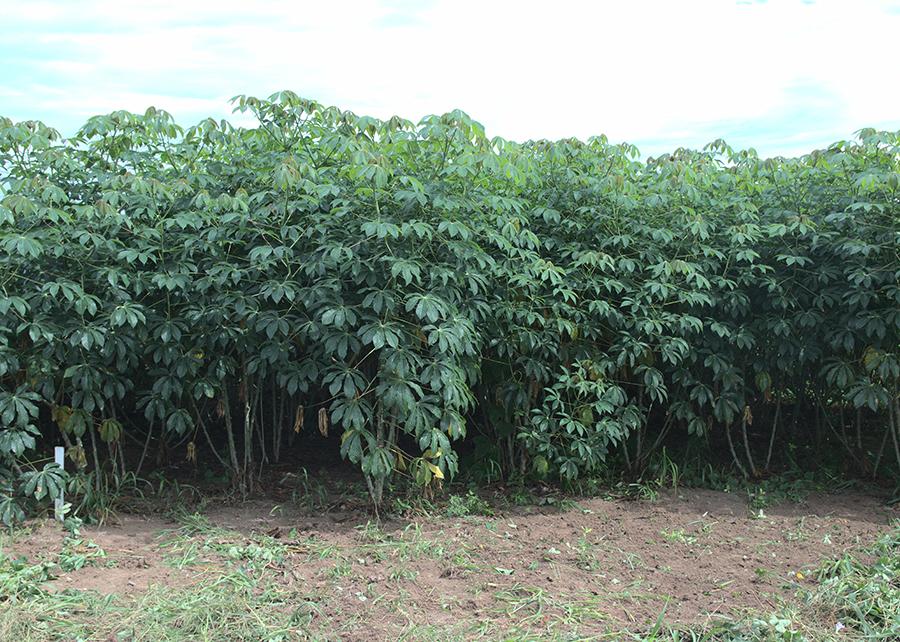 Novas cultivares de mandioca de indústria diversificam a produção de amido no Brasil Central