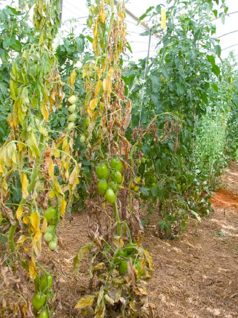 Projeto de Melhoramento Genético desenvolve cultivares resistentes às raças do Fusarium oxysporum