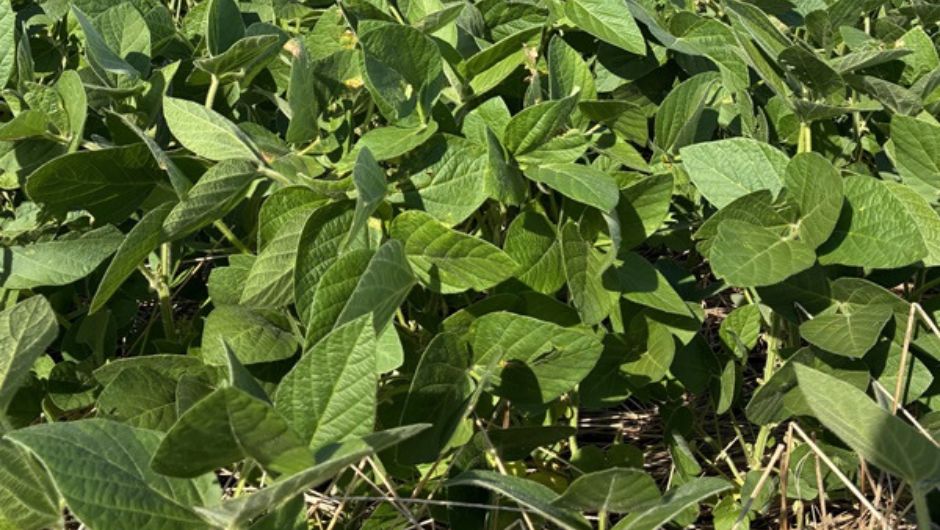 Foto: Tássia Becker Alexandre&nbsp;