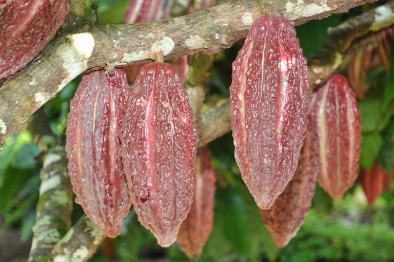 Brasil quer ganhar posições na produção mundial de cacau e chocolate