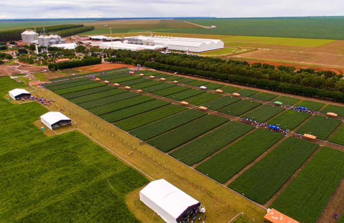 Dia de Campo da Sementes Oilema celebra o novo campo