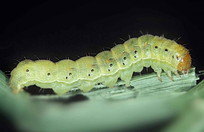 Soja ajusta vagens após dano reprodutivo simulado