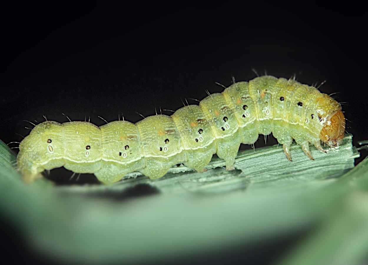 Soja ajusta vagens após dano reprodutivo simulado