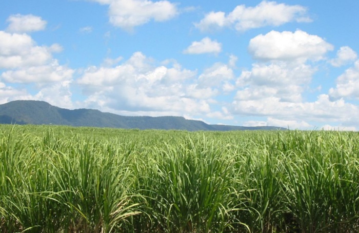 Moagem de cana no Centro-Sul deve crescer 3,6% em 2026/27