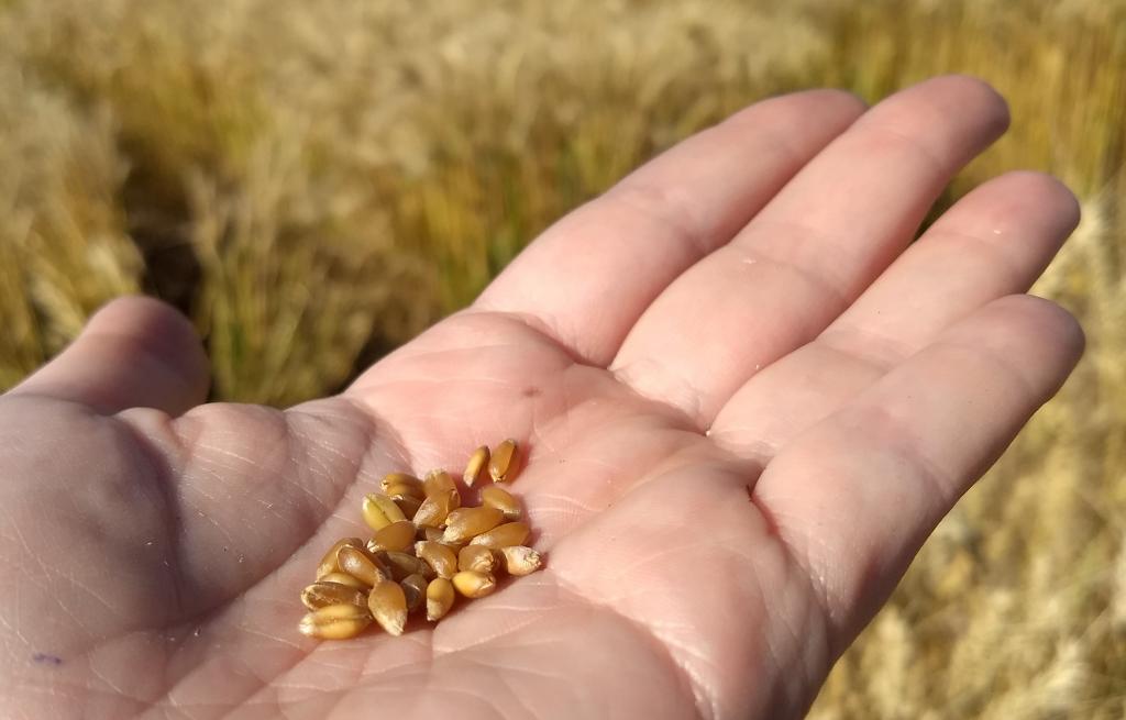 Inverno beneficiou desenvolvimento do trigo no RS