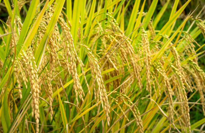 Dia de Campo do Instituto Rio Grandense do Arroz acontece no próximo dia 25