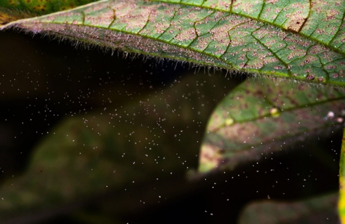 Ferrugem da soja exige atenção redobrada na safra 2025/26