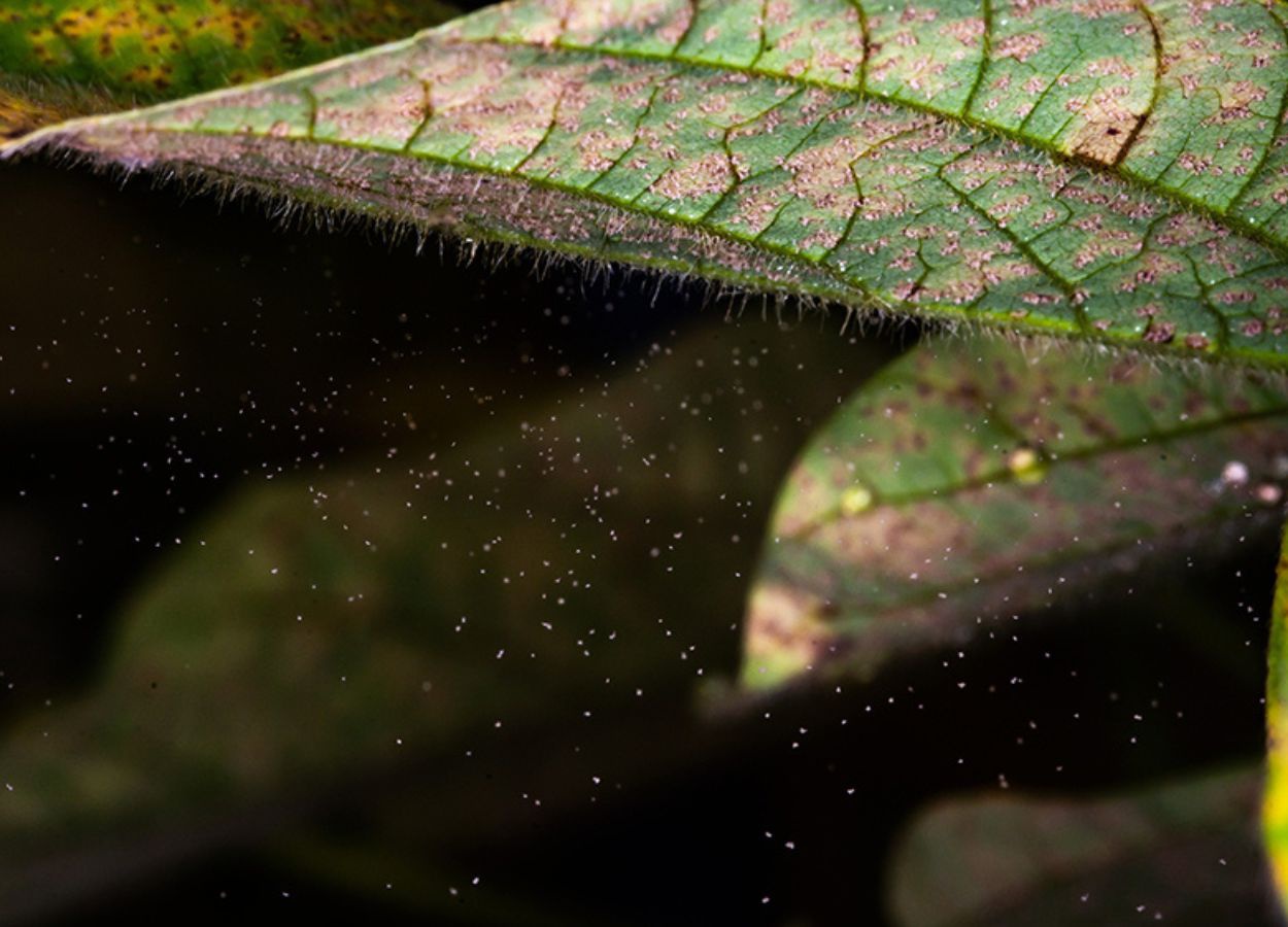 Consórcio Antiferrugem registra 144 ocorrências e reforça a importância do monitoramento e do manejo correto