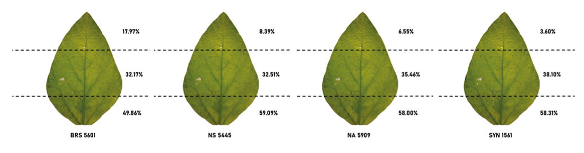 Figura 4 - Distribuição dos danos de tripes em função do estrato do folíolo em diferentes cultivares de soja. Ibirubá, RS, safra 2018/2019