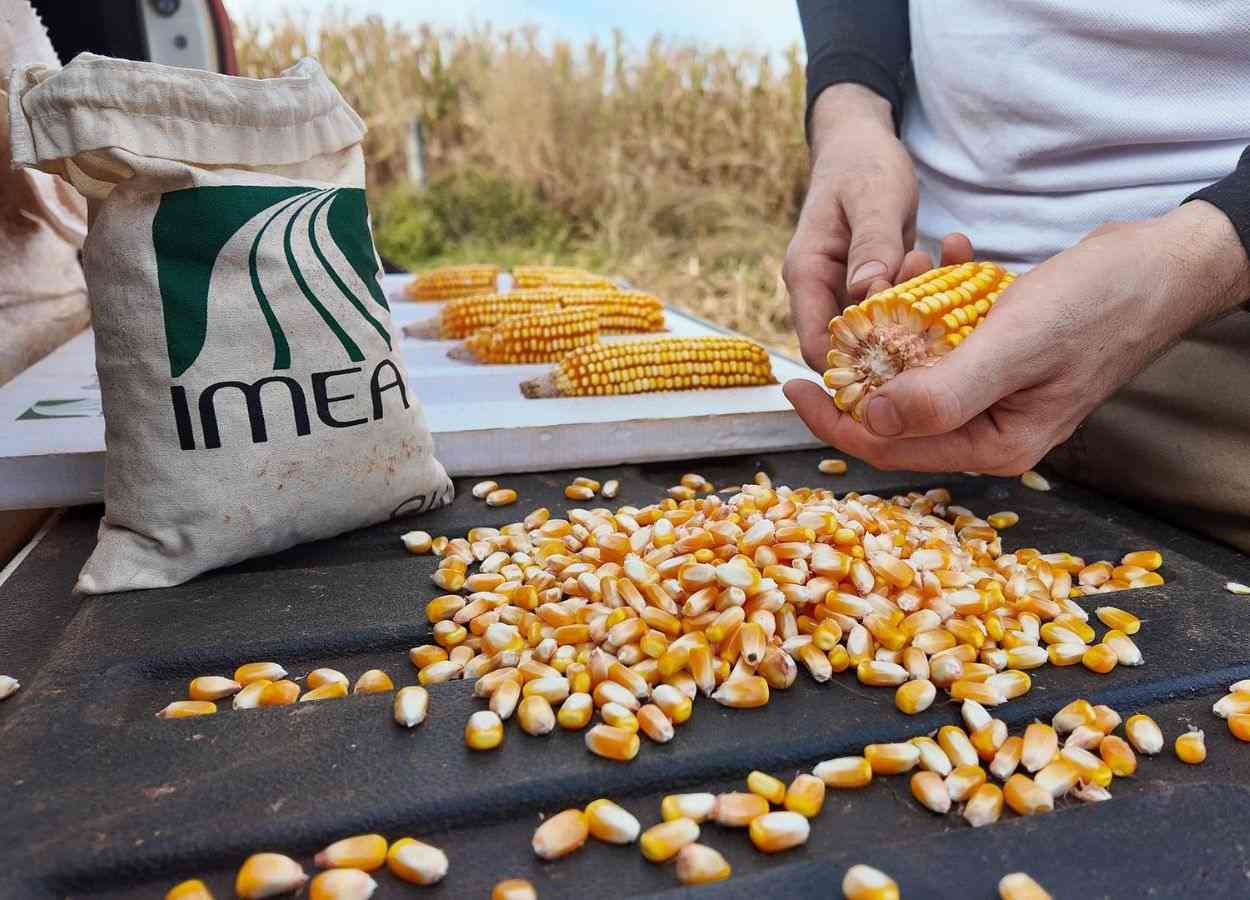 MT Safra 2025/26: colheita do milho segunda safra ganha ritmo