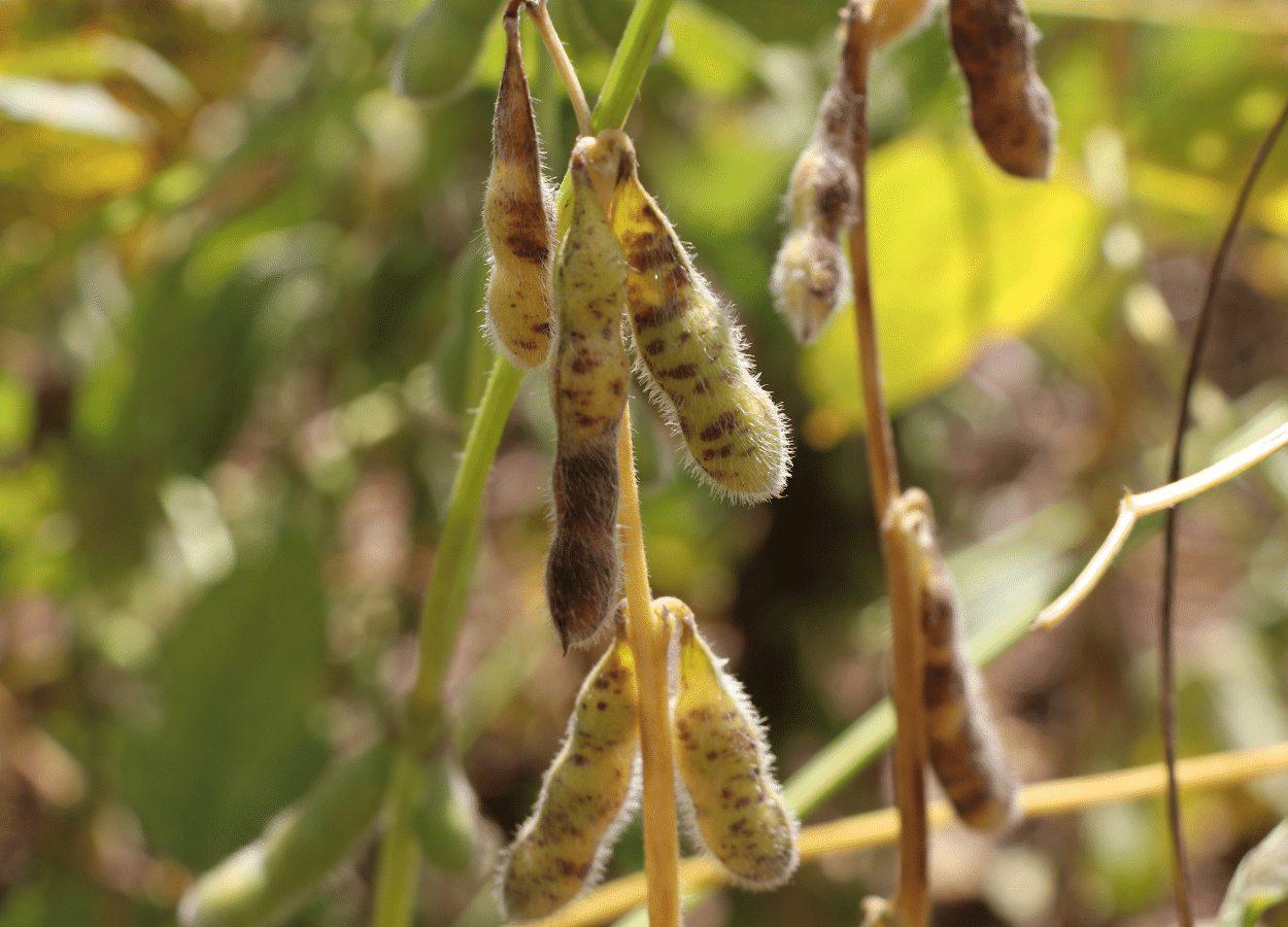 Fungicidas e cultivares são avaliados para combate à podridão de grãos na soja