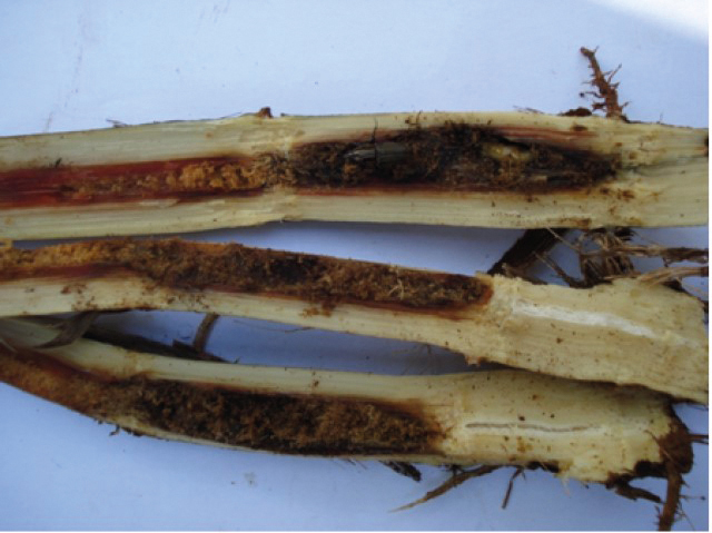 Colmos de cana danificados pelas larvas do bicudo-da-cana-de-açúcar