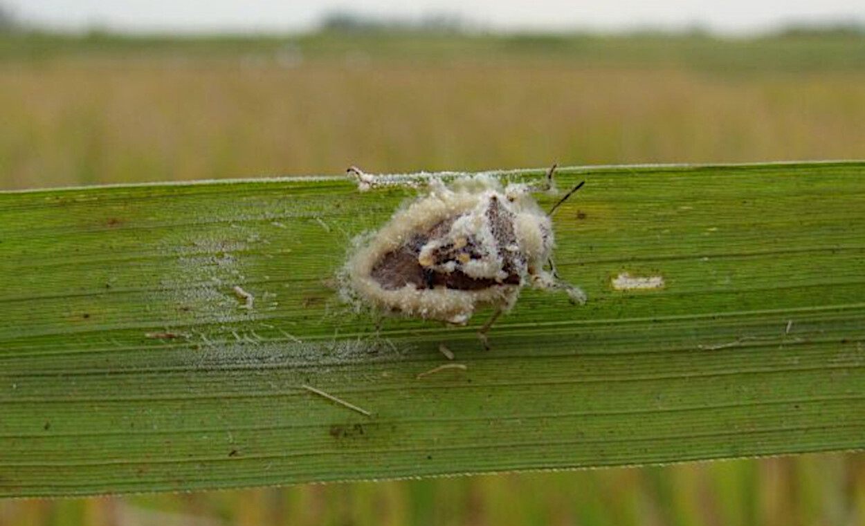 <i>Oebalus poecilus</i>&nbsp;infectado - foto: Eduardo Heickel