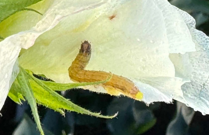 Estudo revela vulnerabilidade térmica de Spodoptera frugiperda