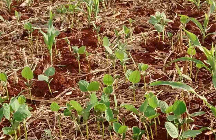 Goiás inicia vazio sanitário da soja neste sábado (27)