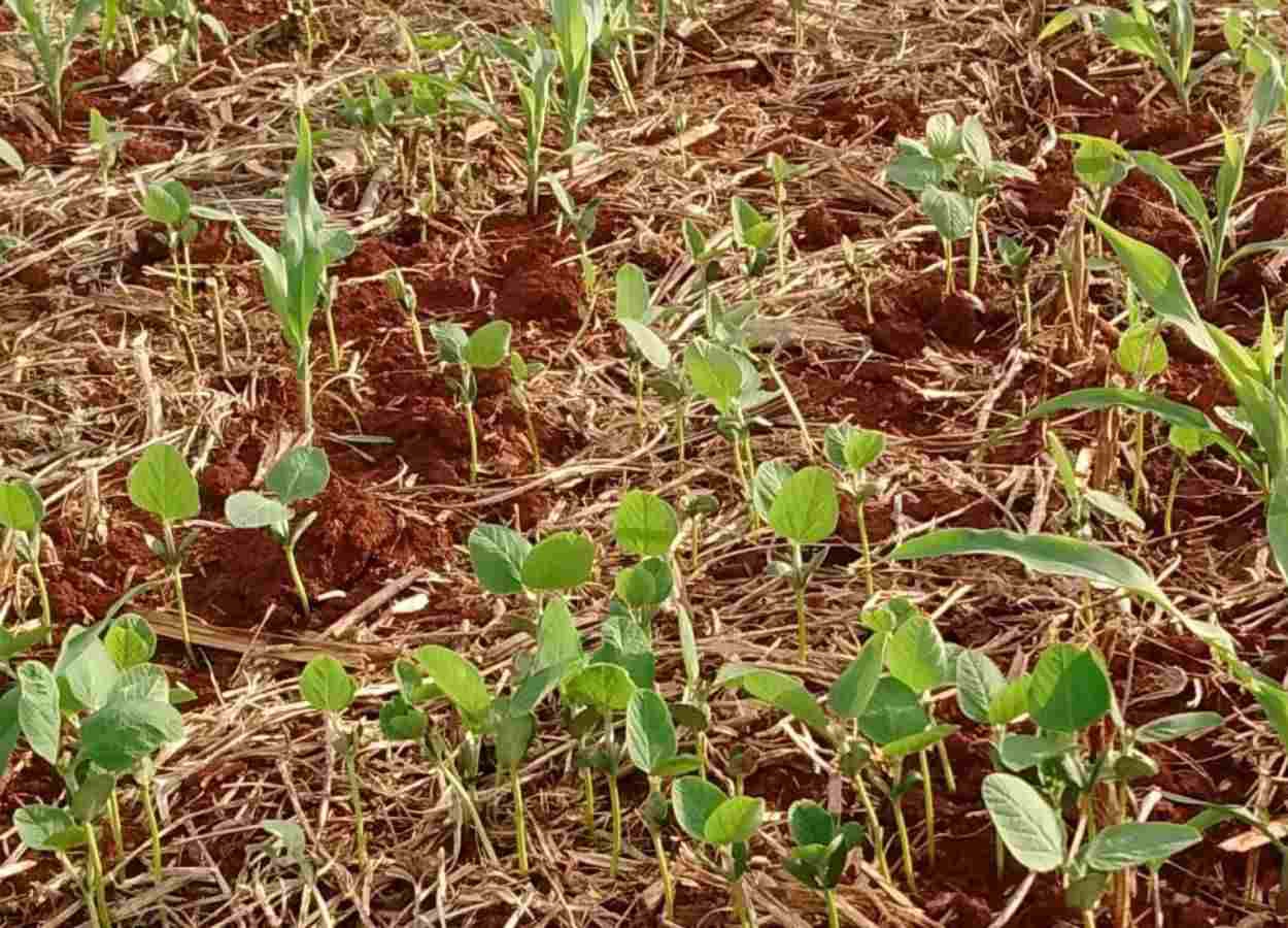 Produtores devem eliminar plantas vivas da cultura até 24 de setembro para conter a ferrugem-asiática