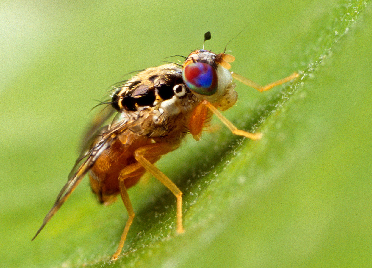 Foto: USDA ARS Photo Unit