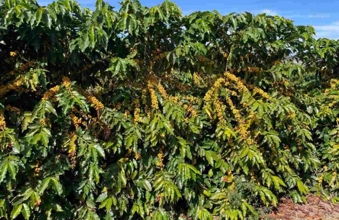 Nova cultivar de café se destaca no Vale do Jequitinhonha