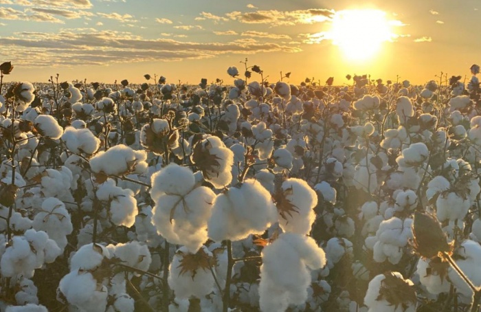 Chuva do início do ano favorece lavoura de algodão da BrasilAgro