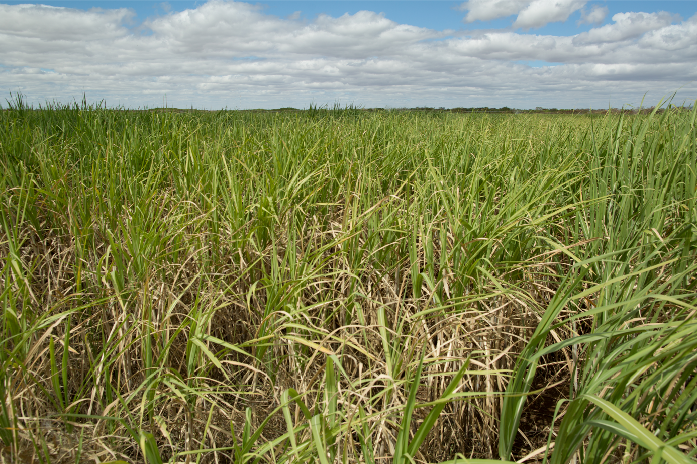 Geadas e estiagem impactam a produção de cana-de-açúcar e derivados no país