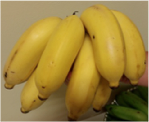 Grupo analisa estratégias de manejo para doença da banana