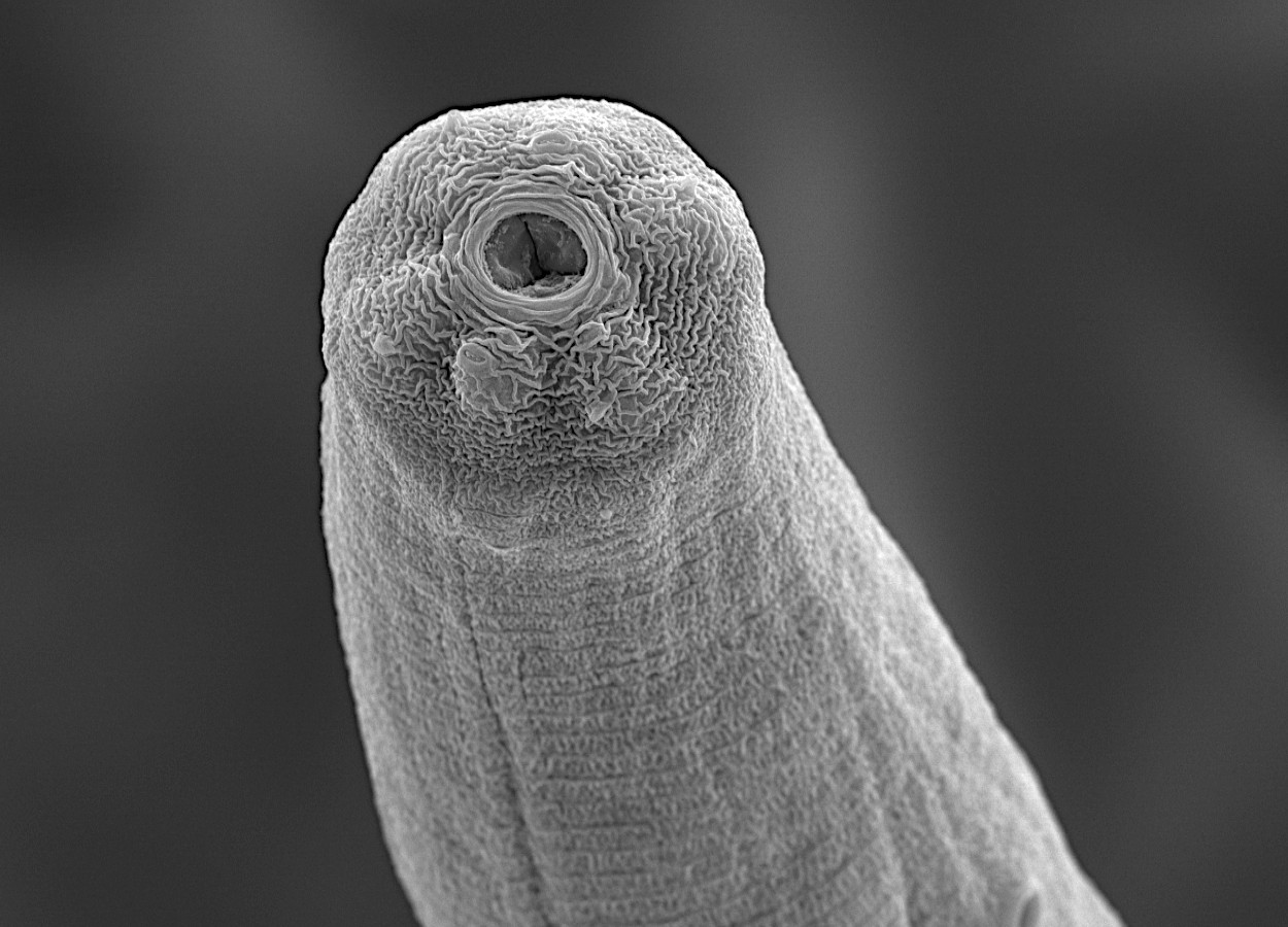 Foto:&nbsp;Mirayana Barros