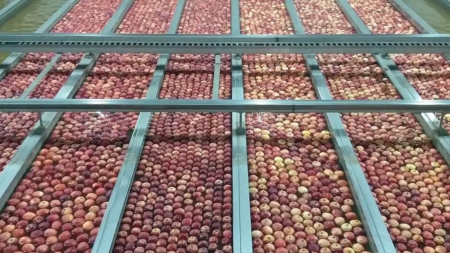 Regulador de crescimento para maçãs da Sumitomo Chemical está disponível no Brasil