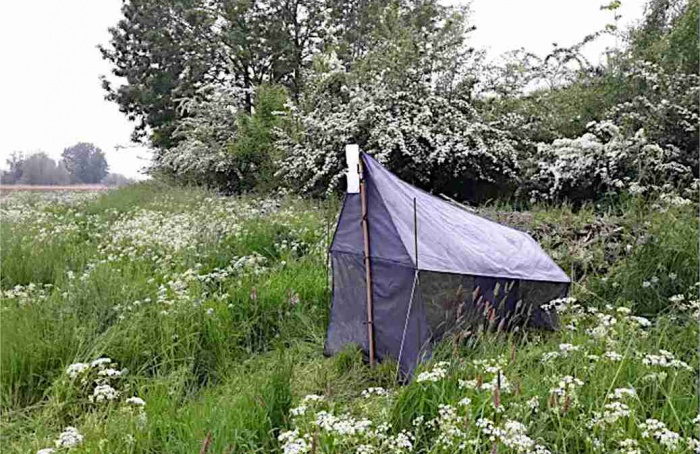 Cercas vivas ampliam biomassa de insetos em áreas agrícolas