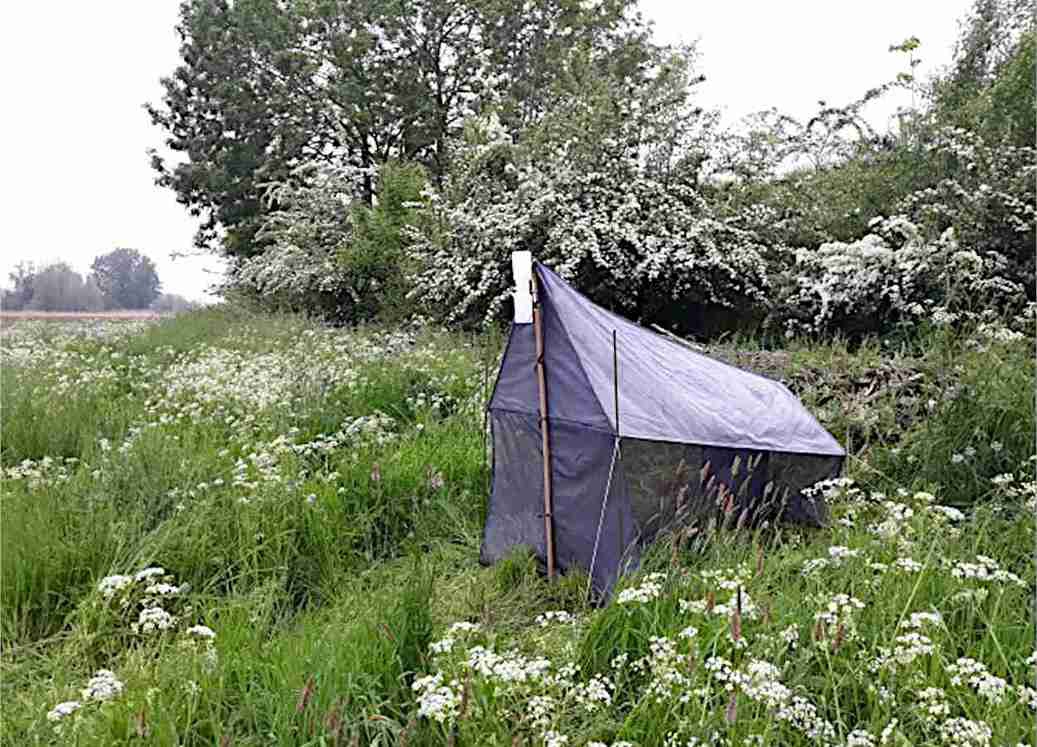 Cercas vivas ampliam biomassa de insetos em áreas agrícolas