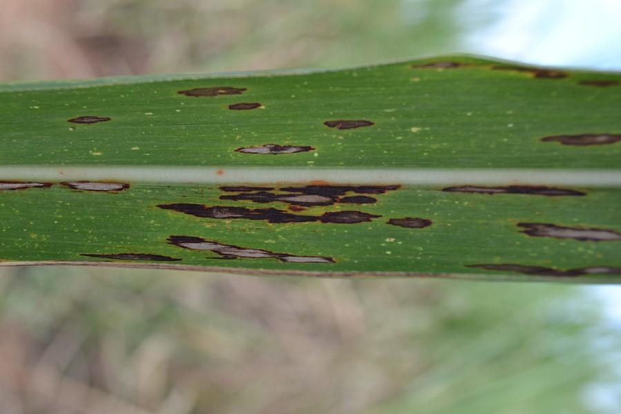 Fixação Biológica de Nitrogênio reduz em até 16% doenças foliares da cana-de-açúcar