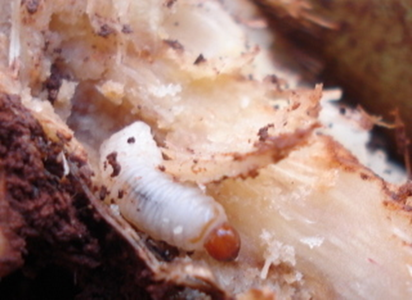 Figura 7 - Larva de Sphenophorus levis