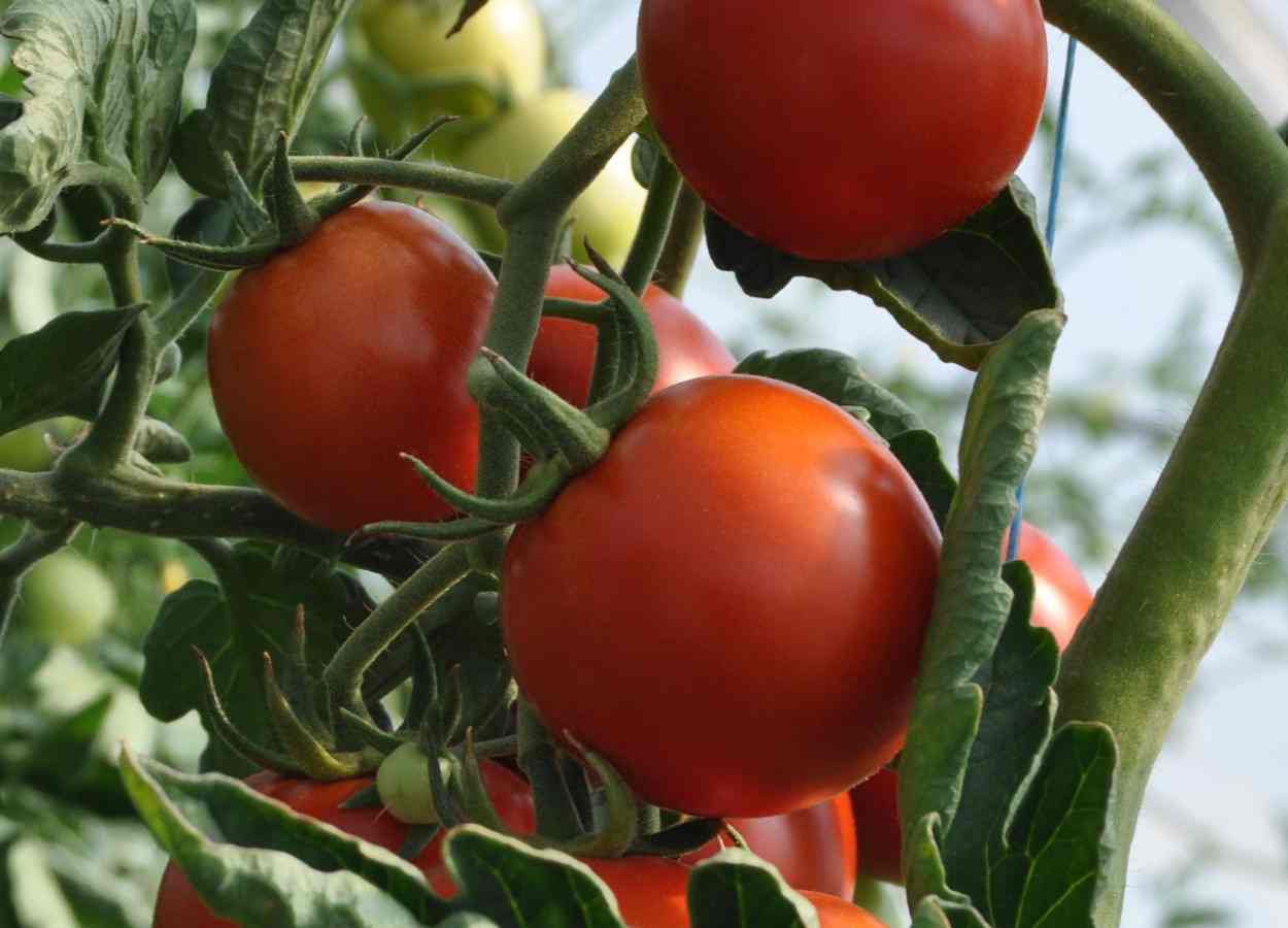 Adubação NPK influencia produtividade e qualidade do tomate