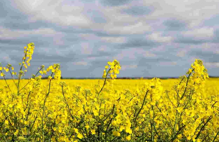 RS Safra 2025/26: semeadura da canola está quase concluída