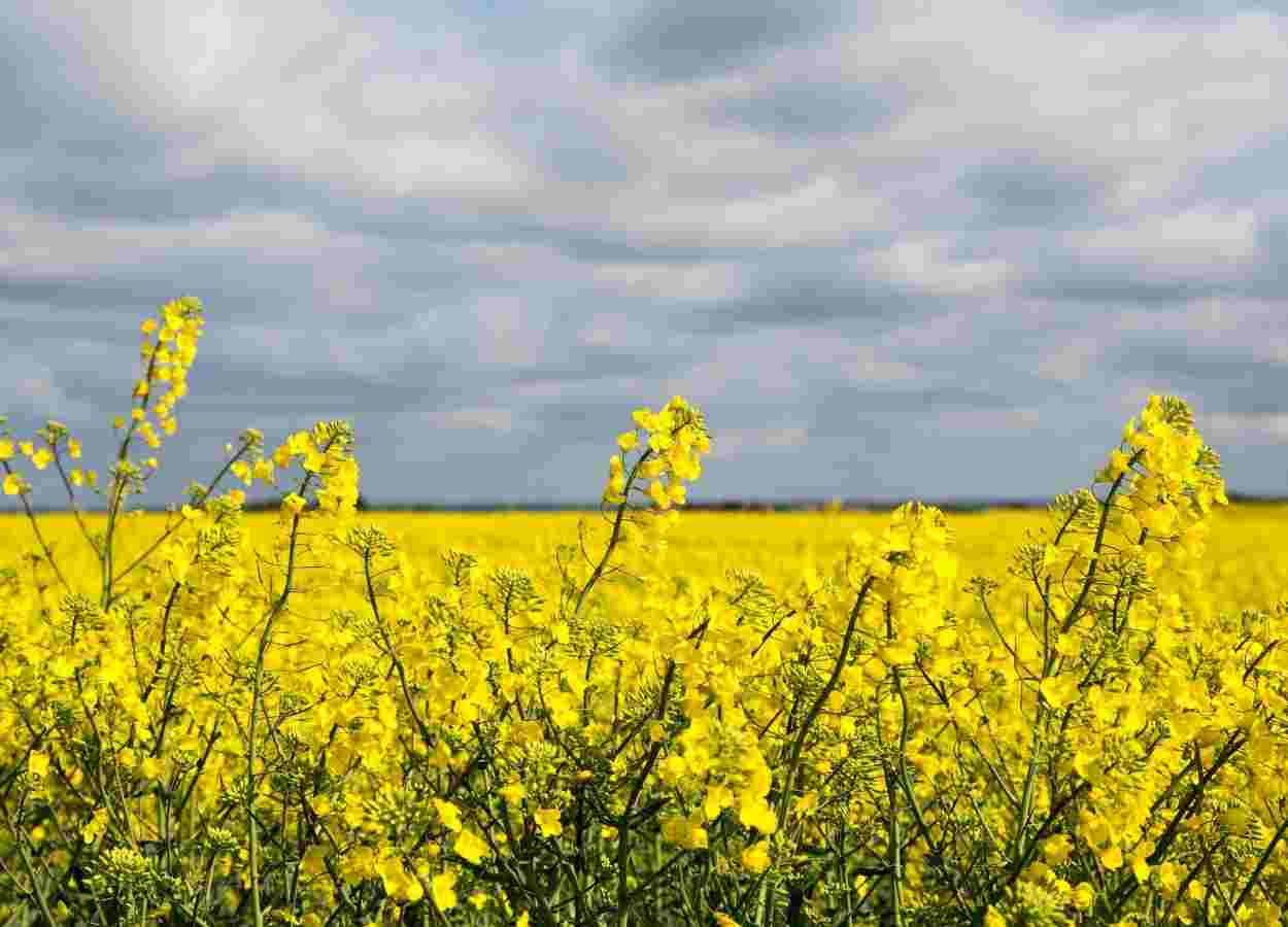 RS Safra 2025/26: semeadura da canola está quase concluída