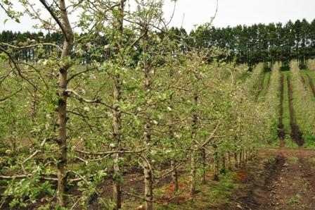Chuvas prejudicam cultivo de maçã em Fraiburgo (SC)