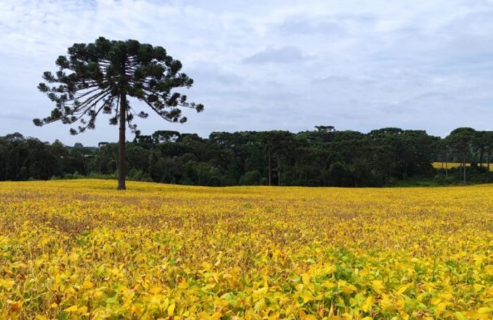 El Niño traz desafios para a safra de verão 2026/27 em SC