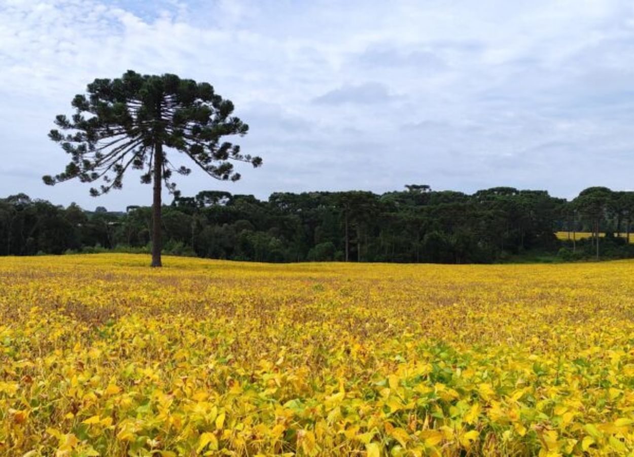 El Niño traz desafios para a safra de verão 2026/27 em SC