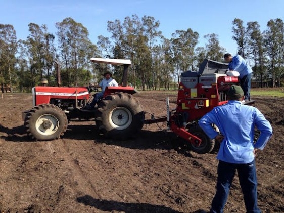 Lavoura de arroz para a abertura oficial da colheita tem plantio finalizado